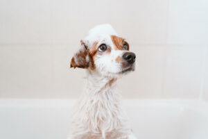 hoe vaak hond wassen